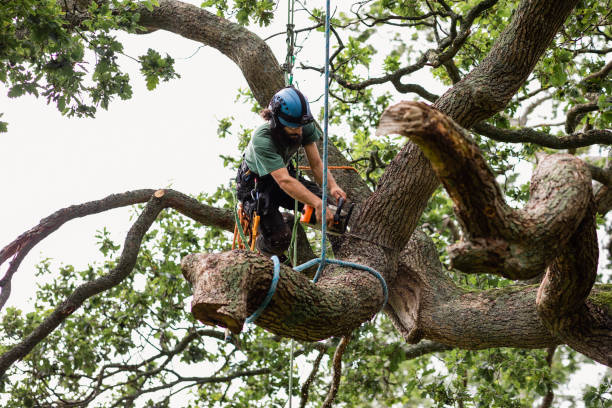 Trusted Monument Beach, MA Tree Services Experts