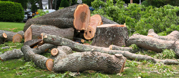 How Our Tree Care Process Works  in  Monument Beach, MA